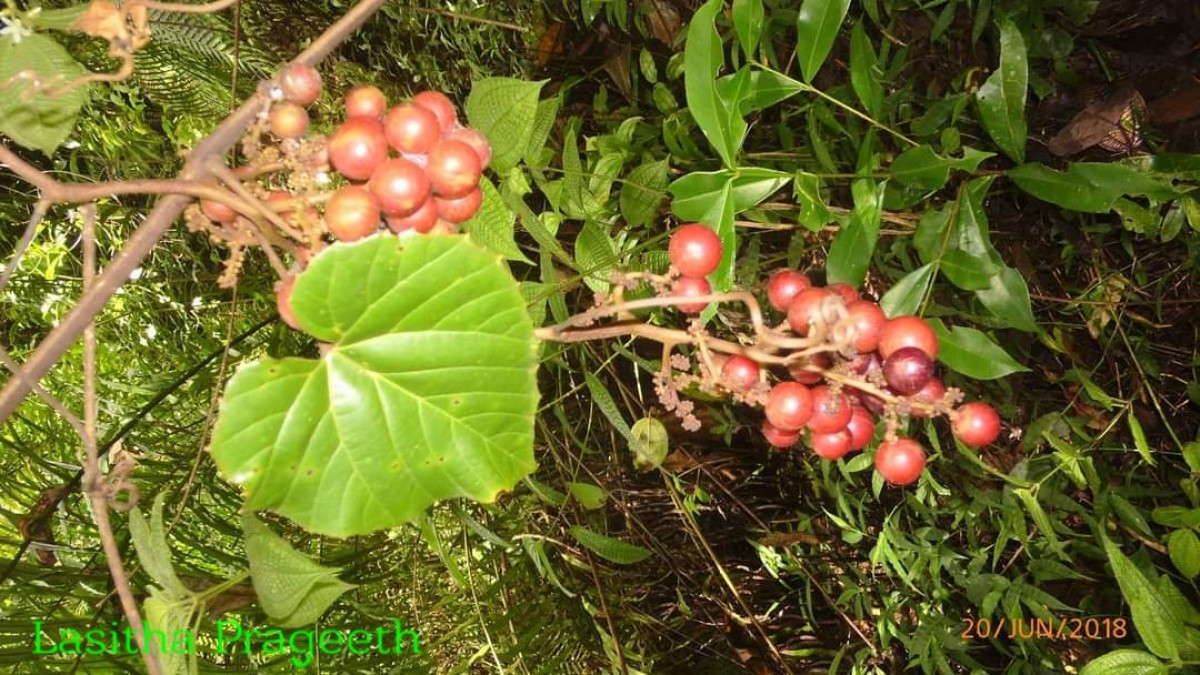 Ampelocissus indica (L.) Planch.